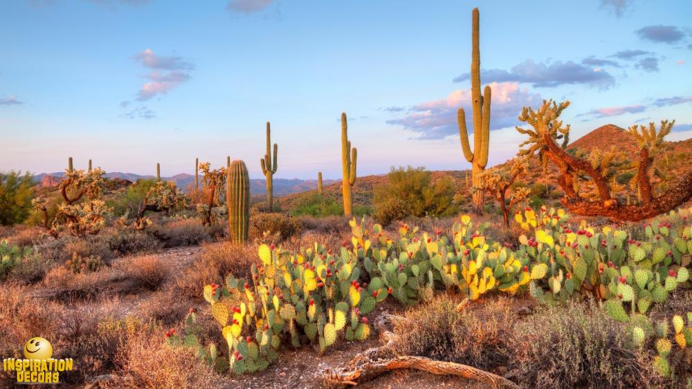 verhuur decor Sonora Desert huren