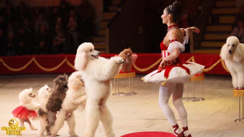 verhuur decor circus hondennummer huren