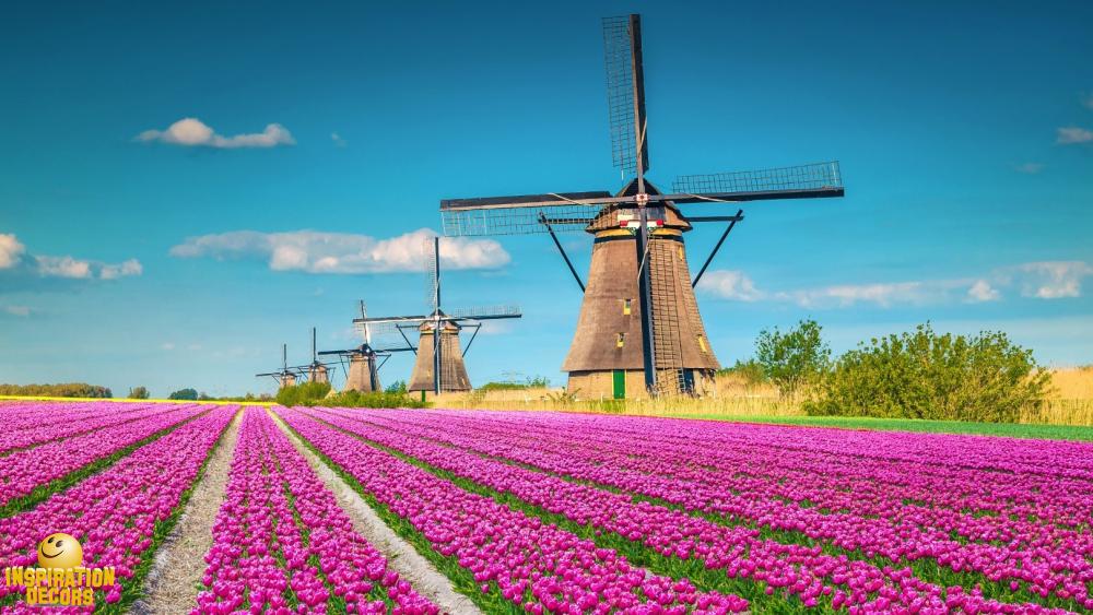 verhuur decor tulpen molens Nederland huren