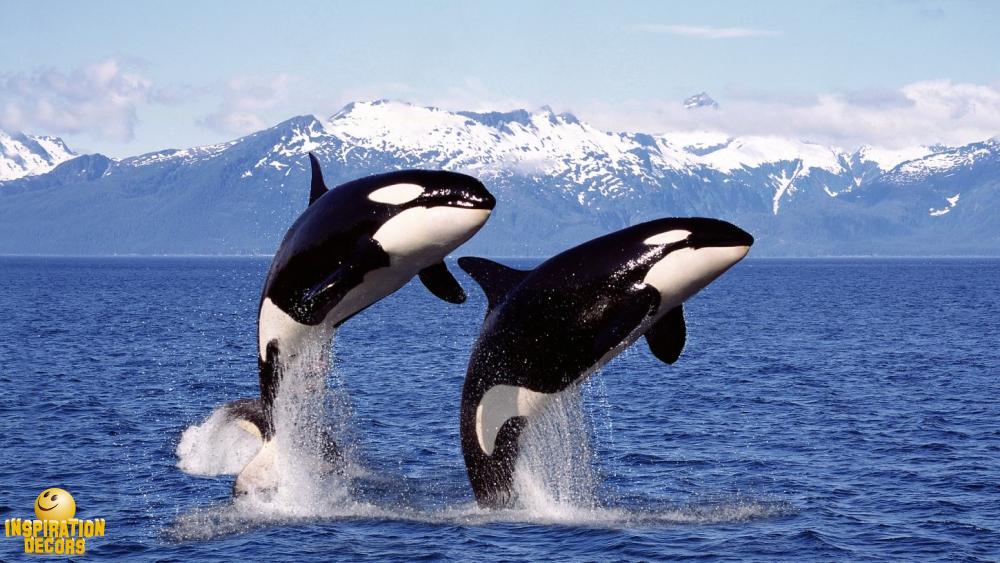 verhuur decor springende orka's huren