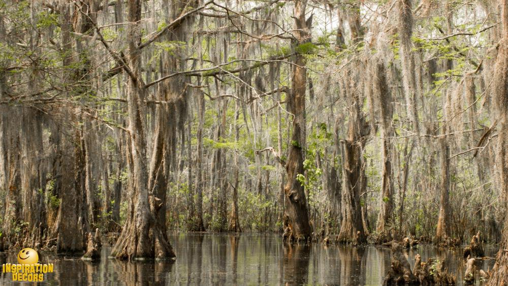 verhuur decor Louisiana swamp huren